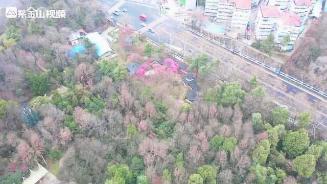 三色掩映!这里,是南京雨花台梅岗的春景盛宴