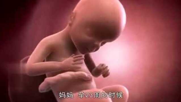 孕23周胎儿已经是个迷你版的新生儿,心跳强而有力呢,你知道吗?