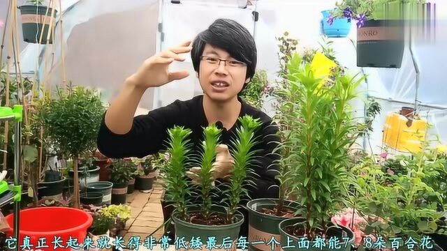 让盆栽百合花爆盆的技巧!真是太棒了,爱花的朋友有福了!