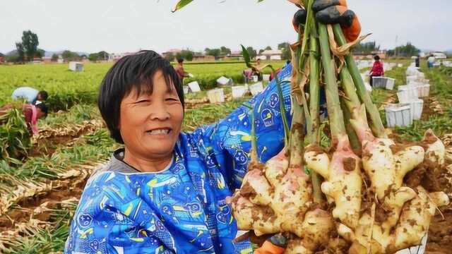 这才是种植生姜最正确的做法!农民再不明白就晚了