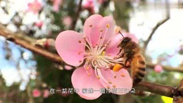 蜜蜂采蜜的全过程!摄影机下看的一清二楚,真是长知识了!