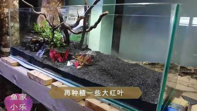 生态鱼缸的制作,原来材料多真的可以为所欲为