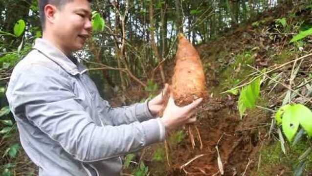 农村小伙做自媒体接到订单,上山挖最好的黄泥拱笋给网友