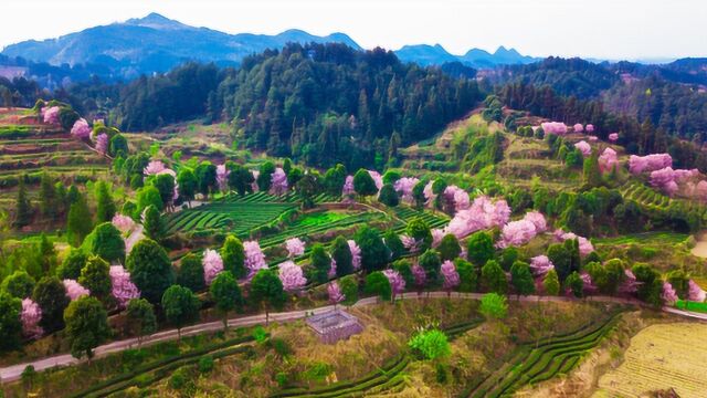 凤冈县进化镇黄荆树茶园惊现“十里桃花”