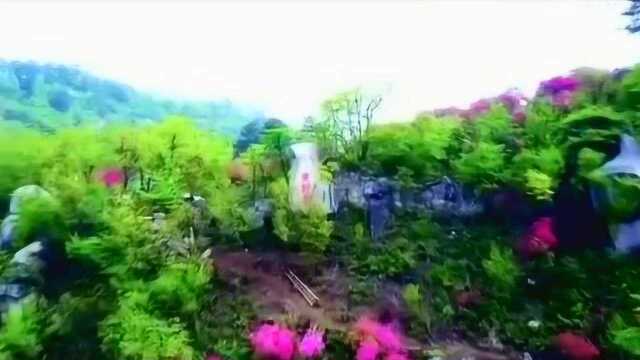 航拍安徽省金寨县吴家店镇黄狮寨风光,映山红花海万山红遍