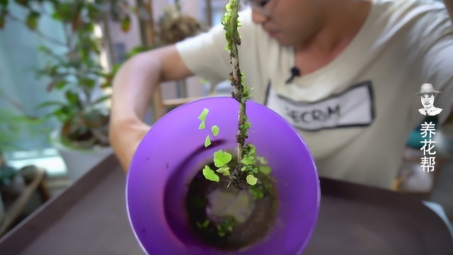 这种植物的种子小到看不见,繁殖全靠随风飘!