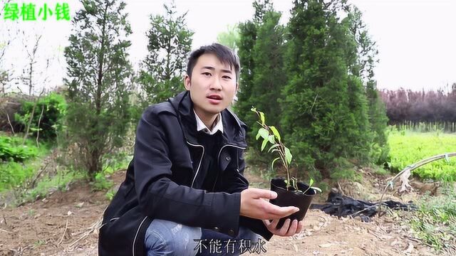 绿植小钱:绣球的种植及养护方法!