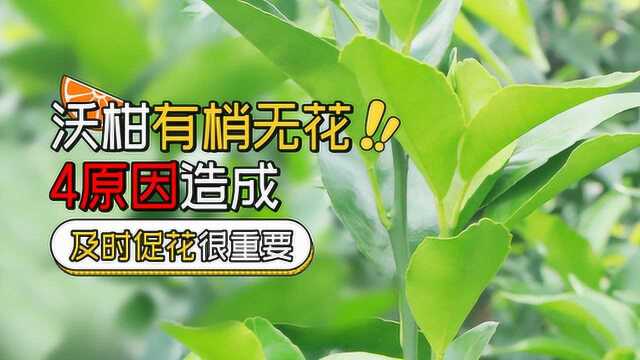 沃柑春芽萌动开花时却不见花,还能补救吗?原因及解决措施分析