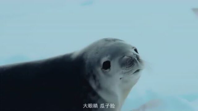 男子对海豹深情表白,海豹都懵了,这表情太可爱了