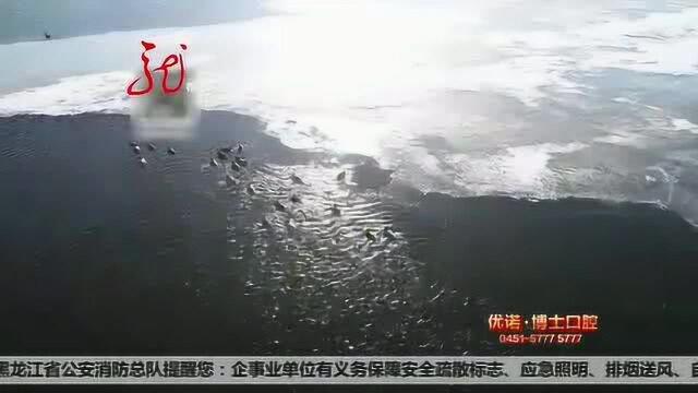 泰来:泰湖国家湿地 候鸟报春来