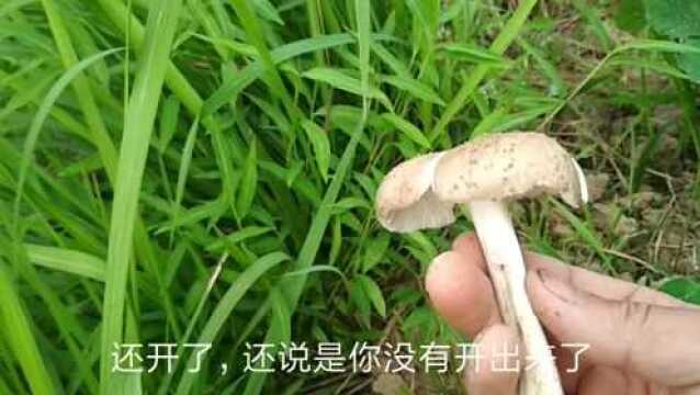 端午节过后,斗鸡菇开始生长了,农村小伙一大早又捡到了一朵!