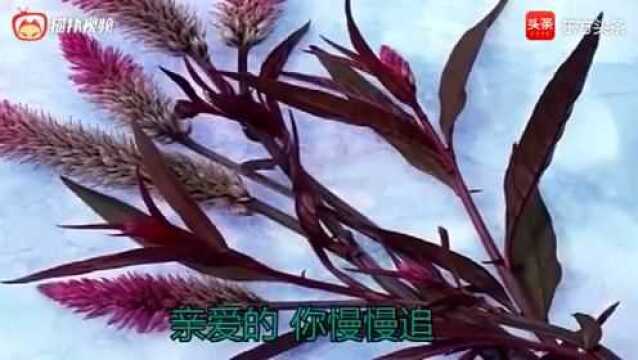 倾情推荐 DJ歌曲《两只乌龟》易欣演唱,醉人心扉