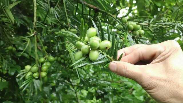 农村有一种珍稀的乔木叫香榧树,果实是一种坚果能食用,您认识吗