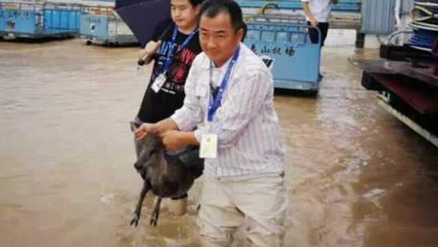 武夷山遭连续暴雨机场变身“动物园” 停机坪捞出大鱼加餐