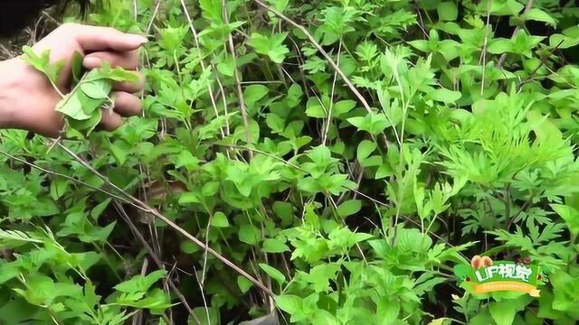 这种植物叫鱼香草,可以凉拌豆腐吃,非常香