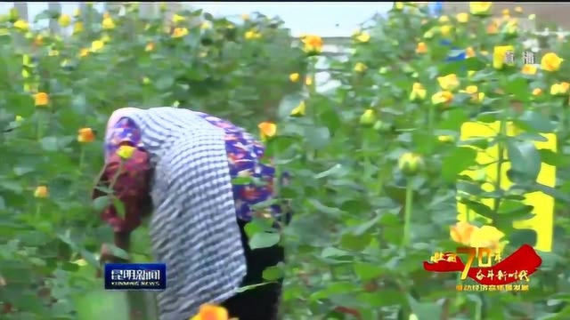 推动经济高质量发展 五华区西翥街道的“花样”蝶变