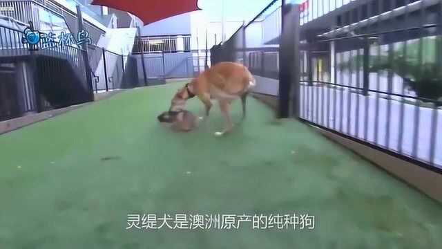 格力犬怎么看纯不纯