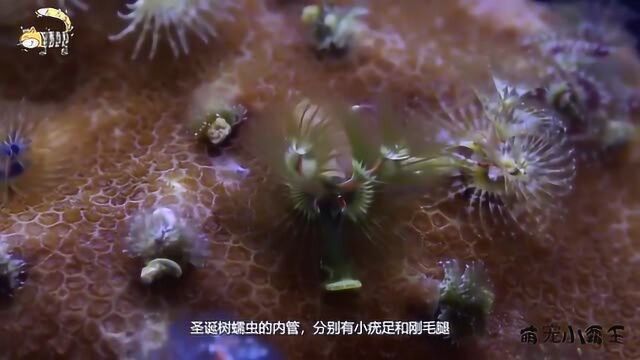 敏感,害羞长满羽毛,最漂亮的海底生物“圣诞树蠕虫”