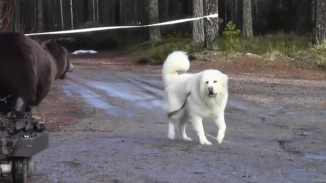 高价入手一只大白熊犬,它到底多凶猛?这个测试一目了然