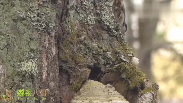 高清野鸟叫声欣赏:普通鳾,最常见且分布最广泛的鸟类