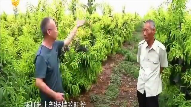 桃树种后的维护,掌握2个方法,让它结的更多