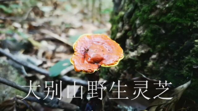 野生灵芝一般长在哪里,是什么样子的,一起去大别山深处看看