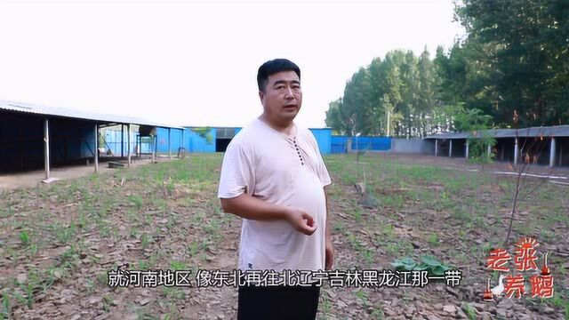 各地区适合养哪种鹅?听老张说完,终于明白北方不养狮头鹅原因了