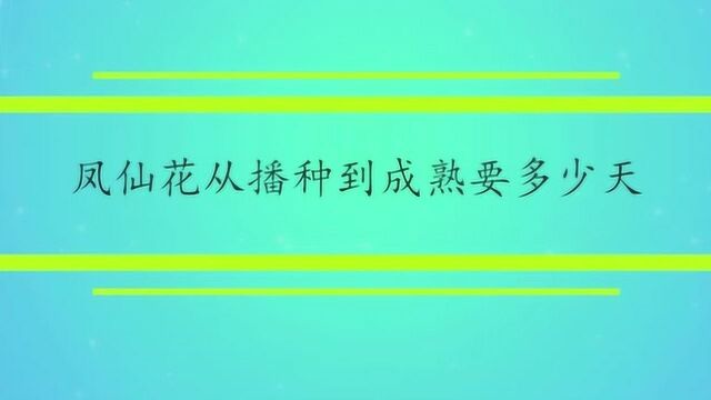 凤仙花从播种到成熟要多少天