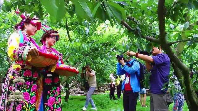 千年李乡飘果香 2019第二届茂县李文化旅游节开幕