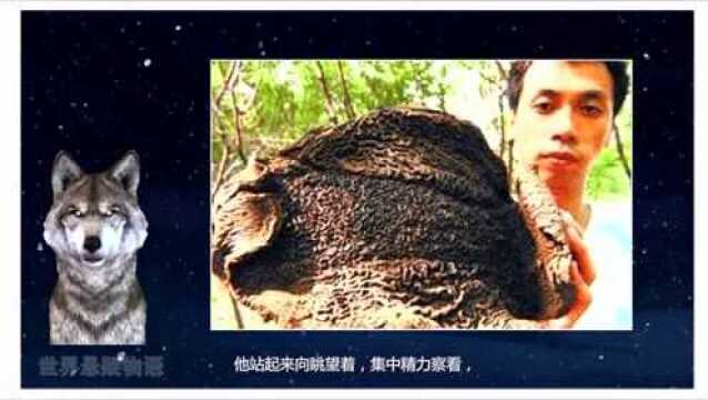 生存在西双版纳的神秘恐怖生物:吸血毯