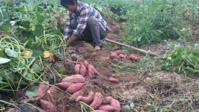 农村大姐种红薯,一亩地产量高达 5000斤,到底挣钱不挣钱