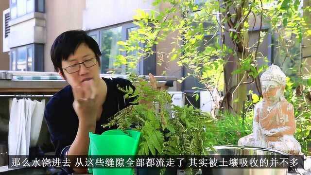 红盖鳞叶蕨快干死了,该怎么办?试试这种方法!