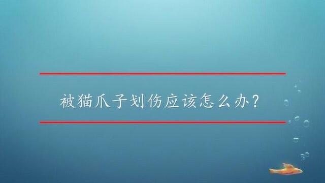 被猫爪子划伤应该怎么办?