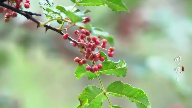 川味2:茂县大红袍花椒,花椒油重粒大,种植历史600年