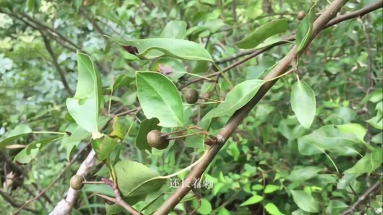 闽赣交界深山石壁上发现野生水果 长得好看味道让人难以想象