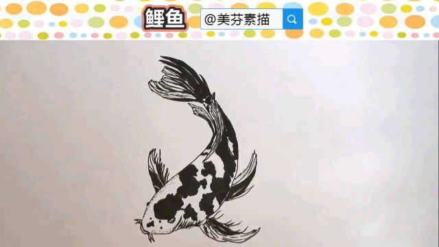 动物素描入门教程:超逼真鲤鱼手绘画法步骤!栩栩如生的鲤鱼速写