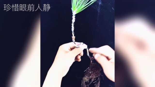 黑松素材苗如何打弯制作微型小盆景?打弯技术教程分享!