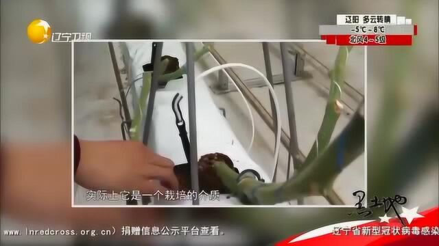 8人管理7万平米的大棚,智能大棚开创农业新篇章