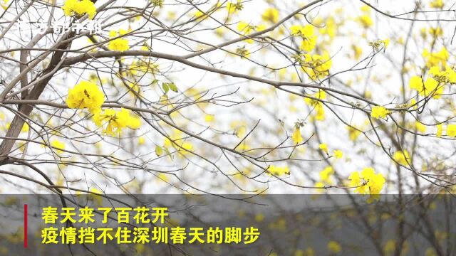 深圳各大公园、城市地标迎来百花绽放,市民用手机留住春天的脚步