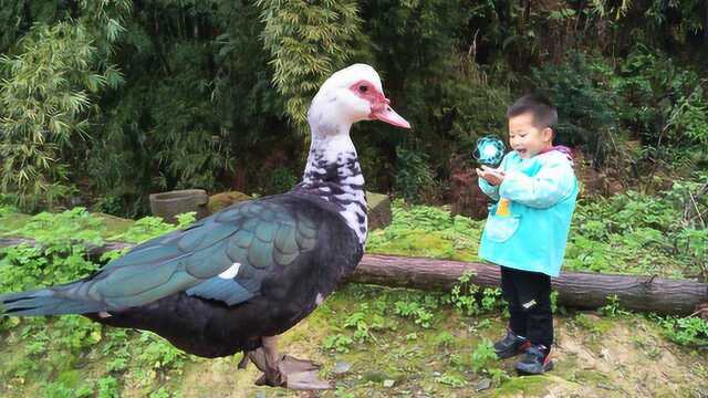 故事:3岁小孩救了千年鸭王,鸭王为报恩,送小孩礼物