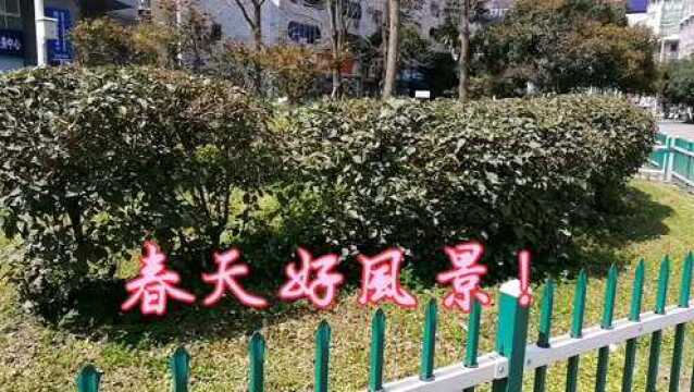 春天好风景