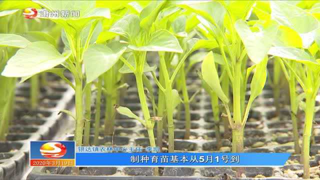 “工厂化”育苗助力设施农业高质量发展002