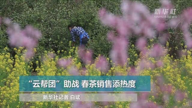 “云帮团”助战 春茶销售添热度