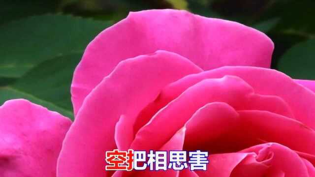 一首情歌《你是我最爱》好听极了