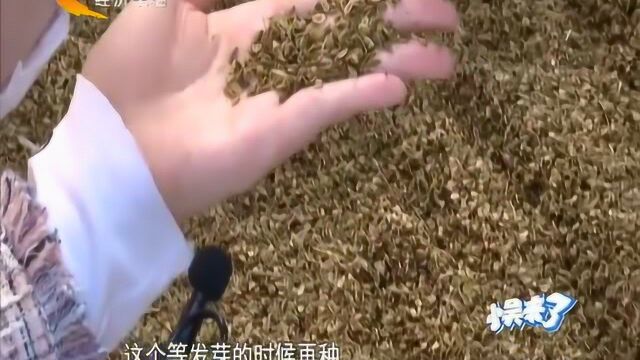 扩大规模种黄芩,如何播种遇难题!能用小麦播种机吗?