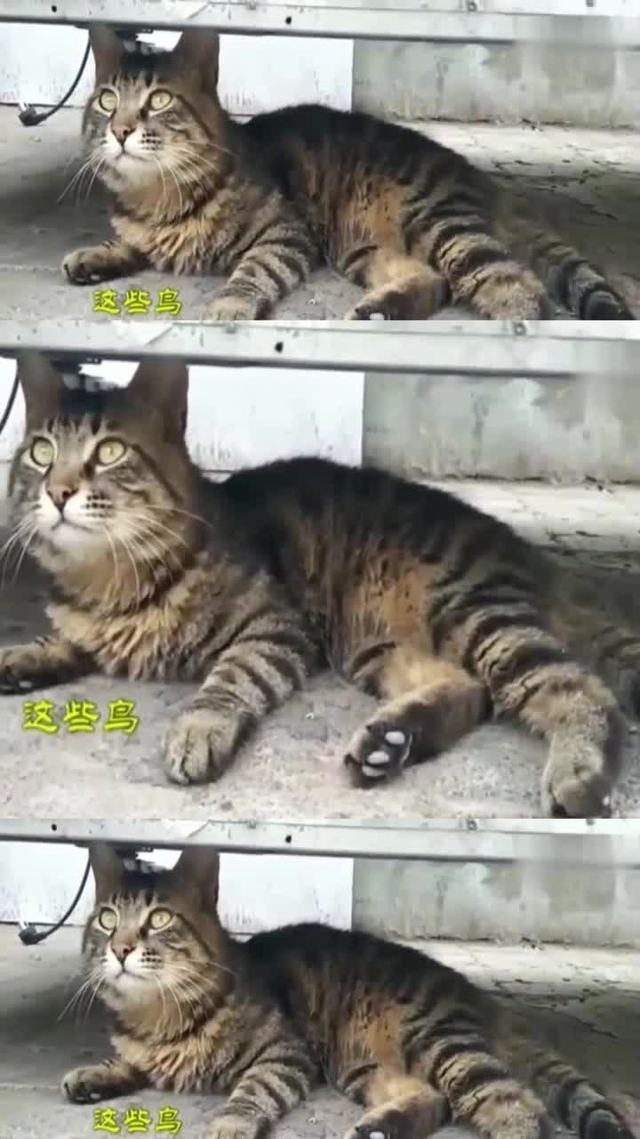 狸花猫难道老鼠来过岂有此理