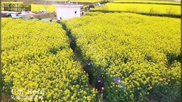 西安周边1小时,这片万亩油菜花海开了,一片金黄景色太美了