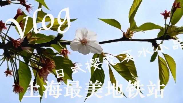 自在上海Vlog 12→上海最美地铁站|樱花季|东昌路地铁站|摄影实践