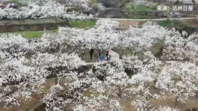 一团一簇压枝头 漫山遍野成花海