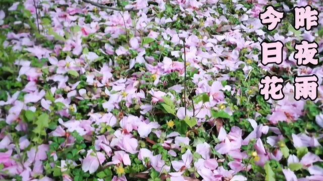 清明时节雨纷纷,斜风细雨花飘零.